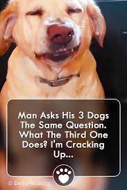 Man Asks His 3 Dogs The Same Question What The Third One Does I M Cracking Up Dogs Dogvideos Pets Video Animals Guilty Dog Dogs Cute Animal Videos