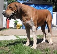 Bully kutta, not exactly the prettiest of the molossers, but still a fascinating breed. Pakistani Mastiff Dog Breed Information And Pictures