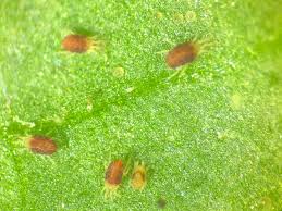 Image result for spider mites on cucumbers