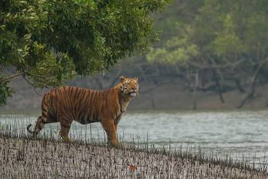 Royal Bengal Tiger in the Sundarbans mangrove forest, AI generated