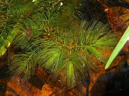Image result for Ceratophyllaceae