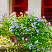 Image result for Ipomoea tricolor