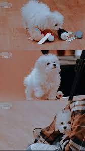 Daegal Di 2021 Anak Anjing Hewan Anjing