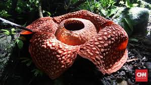 Involvement in arts activities as: Rafflesia Tuan Mudae Terbesar Di Dunia Mekar Di Agam