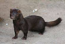 Check spelling or type a new query. Mink Wikipedia