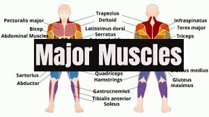 The large number of muscles in the body and unfamiliar words can make learning the names of the muscles in the body seem daunting, but understanding on the anterior and posterior views of the muscular system above, superficial muscles (those at the surface) are shown on the right side of the. Major Muscles Of The Human Body Youtube