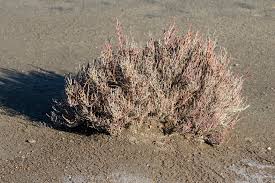 Image result for Sarcocornia perennis