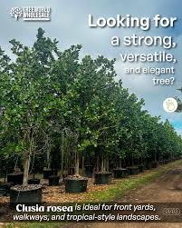 Image result for Autographa excelsa