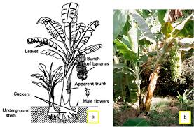 Image result for Synsepalum muelleri