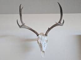 Deer shoulder mount | mule deer & whitetail shoulder mounts. My Diy Mule Deer European Mount