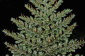 Image result for Abrodictyum