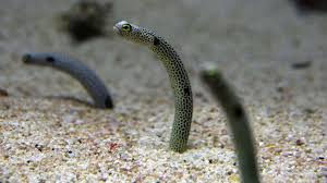 Spotted Garden Eel Suche