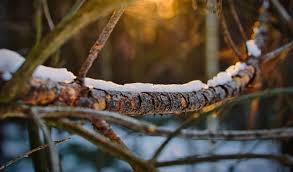 For deciduous trees, look for branches that lack lush green leaves and show only brown and brittle leaves during the growing season. How To Tell If A Branch Is Dead Or Alive Independent Tree