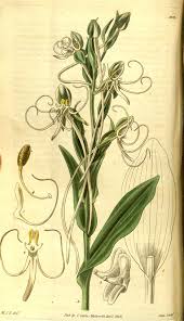 Image result for Centrostigma occultans