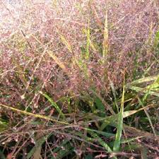 Image result for Eragrostis caespitosa