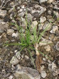 Image result for Isoetes