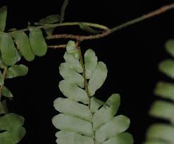 Image result for Arthropteris