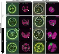 The primary function of these cells in plants is to carry out the process of photosynthesis via chloroplast which gives them their color. Chloroplast Nucleoids As A Transformable Network Revealed By Live Imaging With A Microfluidic Device Communications Biology