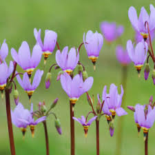 Image result for Oxyanthus latifolius