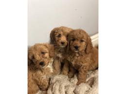 They also offer shipping for their cavapoo puppies all around the united states including california. 5 Beautiful Litter Cavapoo Puppies In Albany California Puppies For Sale Near Me