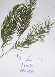 Image result for Newtonia hildebrandtii