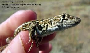 Image result for Drypetes arguta