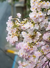 Image result for Tabebuia heterophylla