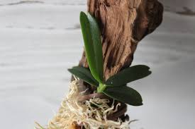 Image result for Mystacidium venosum