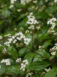 Image result for Bothriocline moramballae