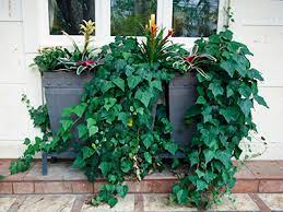 20 bundles artificial flowers outdoor fake flowers for home decoration, uv resistant faux plastic greenery shrubs plants for hanging garden porch window box décor in. Window Boxes Gardening Solutions University Of Florida Institute Of Food And Agricultural Sciences
