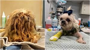 The kentucky humane society is kentucky's favorite place to adopt a pet. More Than 40 Dogs Brought To Toronto After Traumatic Hoarding Situation Ctv News