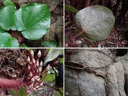 Image result for Mesanthemum africanum