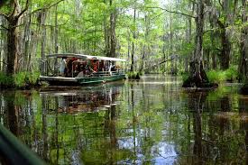 Swamp Boat 1 Jpg Swamp Tours Tours New Orleans New Orleans Bayou
