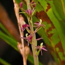 Image result for Liparis nervosa