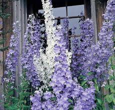Image result for Campanula edulis