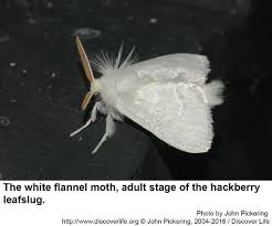Explore moths (r/moths) community on pholder | see more posts from r/moths community like green and purple. Hackberry Leafslug Or White Flannel Moth Nc State Extension Publications