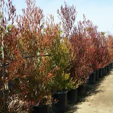 Image result for Dodonaea viscosa