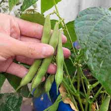 Image result for Phaseolus