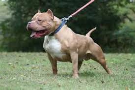 Image Detail For Download Bully Pitbull Dog Wallpaper 1067 Full Size Grapharoo Com Pitbulls American Pitbull Dog Pitbull Dog Breed