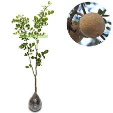 Beli pohon kawista online terdekat di jawa tengah berkualitas dengan harga murah terbaru 2021 di tokopedia! New Tanaman Kawista Batu Shopee Indonesia