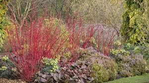 The palmetto state is in usda hardiness zones 7 and 8, which means tough crops like spinach and collards will survive well into the state's fairly mild winters. Winter Garden Cambridge Botanic Garden