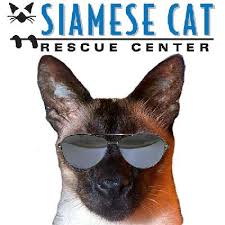 Other cat breed profiles listed. Siamese Cat Rescue Center