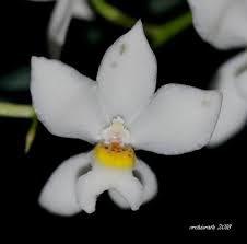 Image result for Clutia pulchella