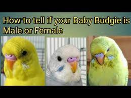 What is the behavior of a female parakeet? How To Tell If Your Baby Budgie Is A Male Or Female Youtube