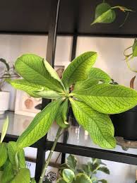 Image result for Lefebvrea grantii