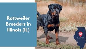 You've come to the right place! 29 Rottweiler Breeders In Illinois Il Rottweiler Puppies For Sale Animalfate