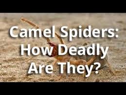 Camel spiders often run after people because they're trying to stay in the shade of the person's shadow. Giant Camel Spiders Debunked Learning The Truth Youtube