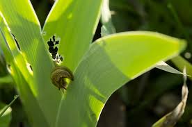 Tips Les Plantes Anti Limaces Anti Limace Feuilles De Plantes Plante