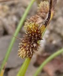 Image result for Lipocarpha