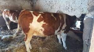 We did not find results for: Vaci Arhive Vadu CriÈ™ului